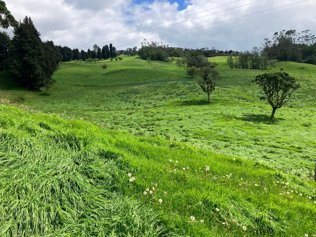 SILAGE