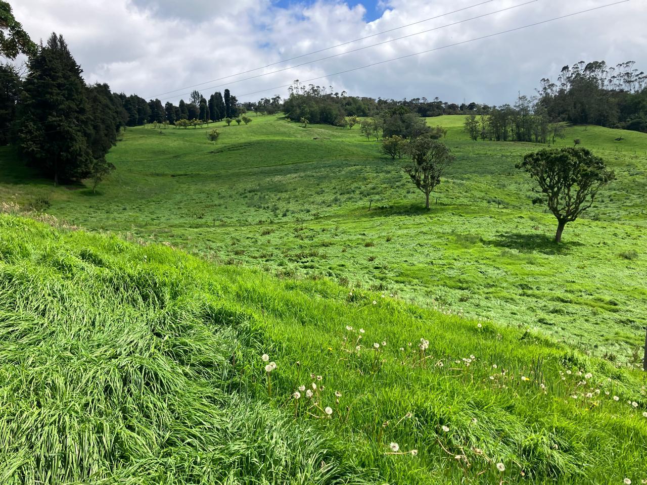 SILAGE