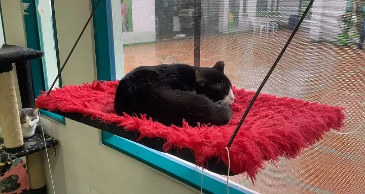 Gato descansando