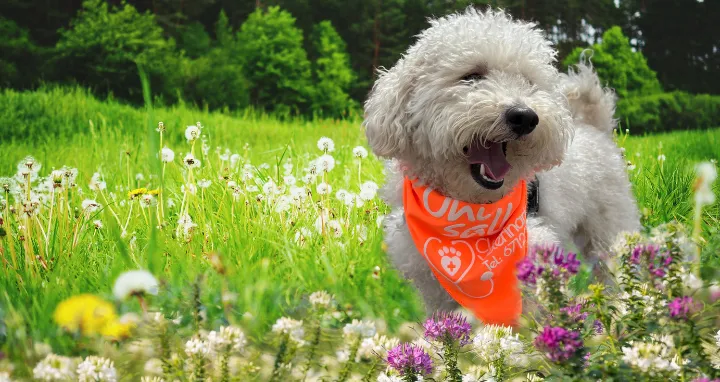 ¡La Lealtad Tiene Nombre: ¡Feliz Día del Perro!