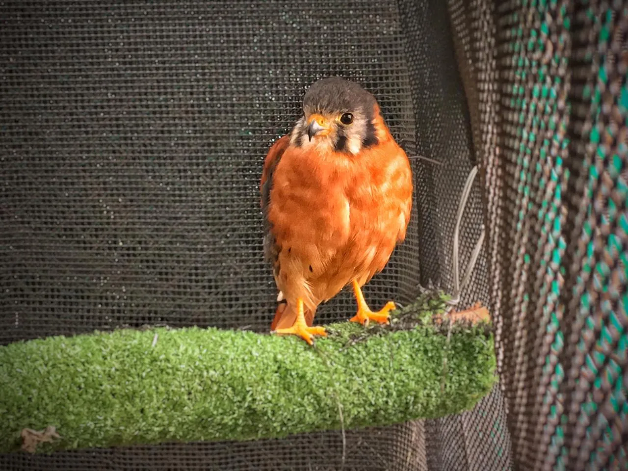 Pájaro color naranja sobre una rama de musgo verde