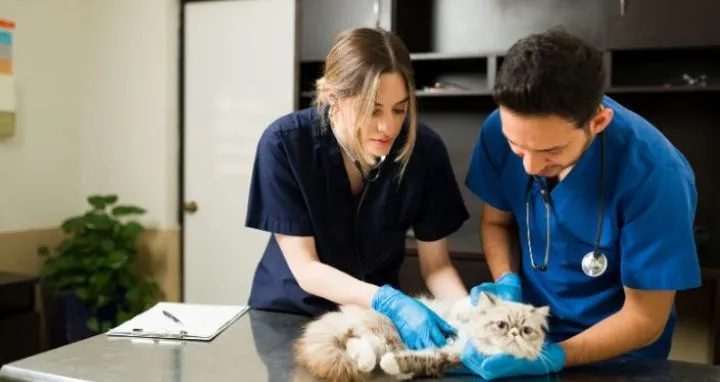 Gato en revisión veterinaria