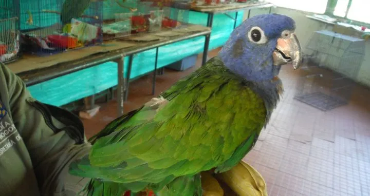Loro verde en rehabilitación