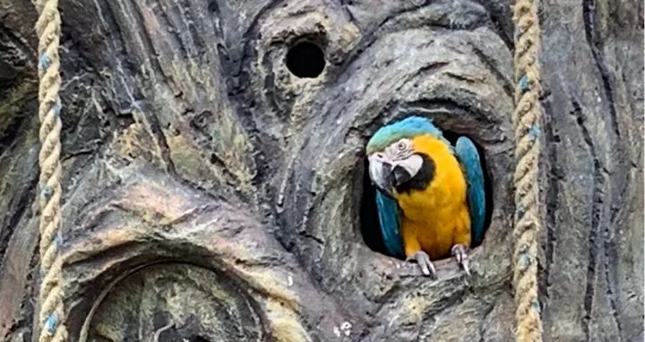 Pájaro amarillo con azul asomado en la corteza de un árbol