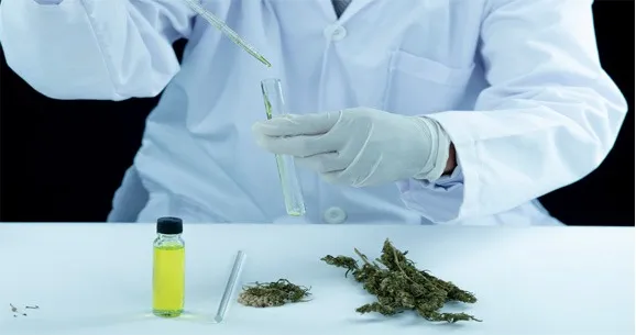 Cannabis LIAC