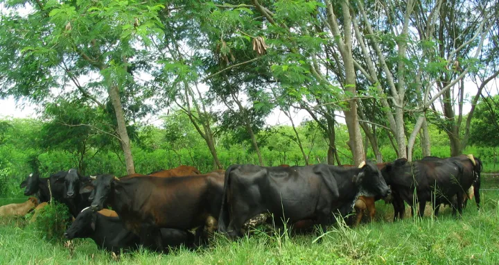 Impactos de la ganadería