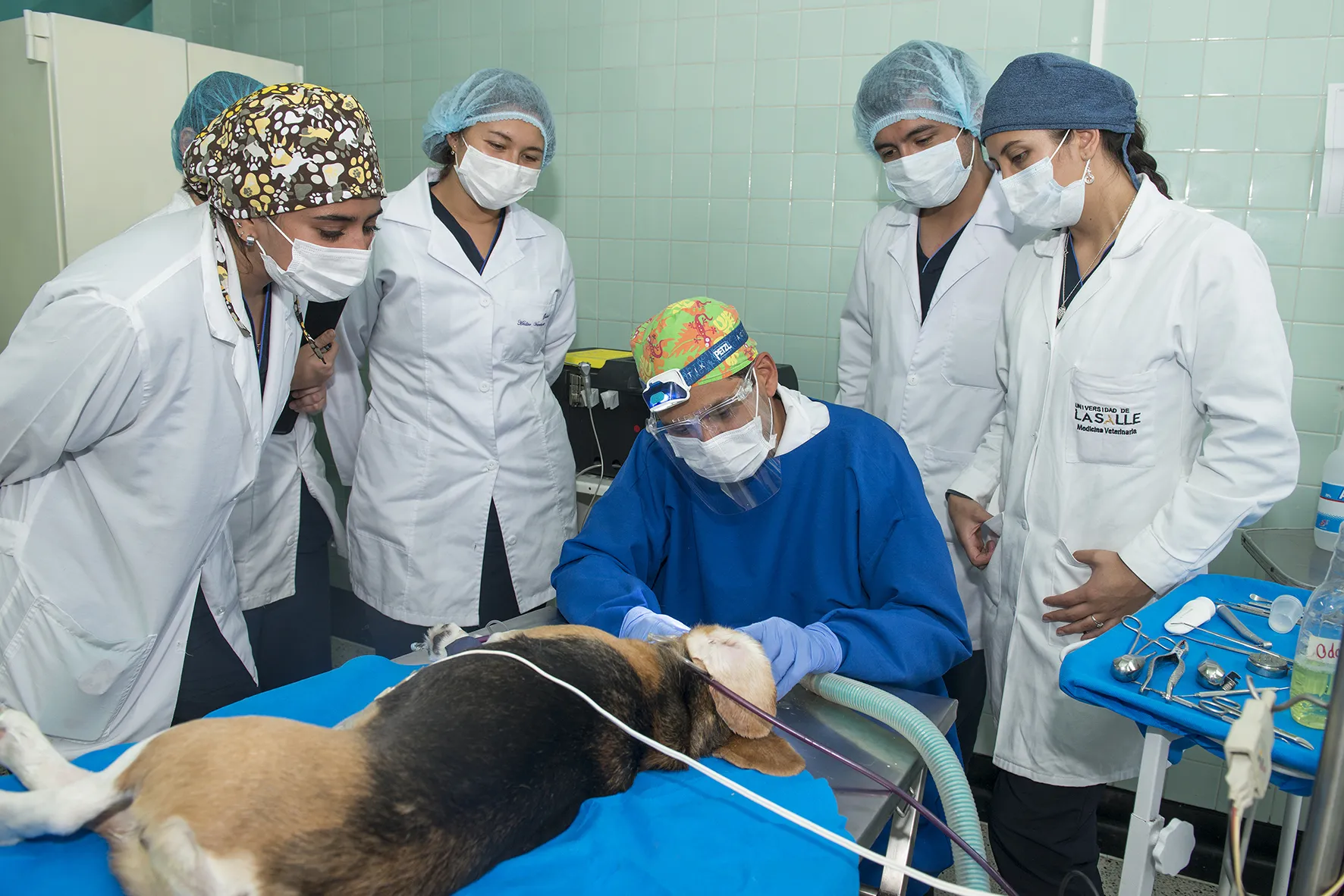 Procedimiento de veterinaria