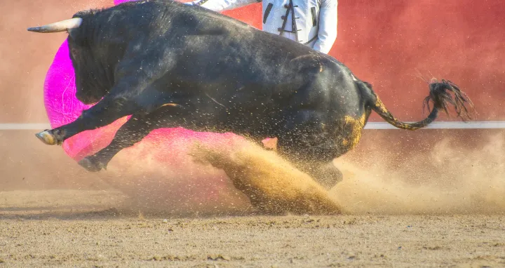 Toro negro en una plaza de toros. 