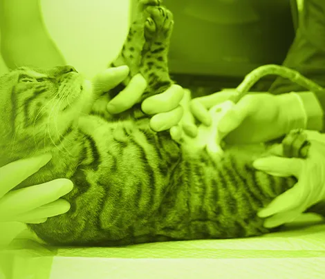 Ecografía abdominal de perros y gatos nivel intermedio-avanzado