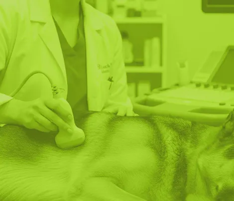 Ecografía abdominal de perros y gatos nivel básico intermedio