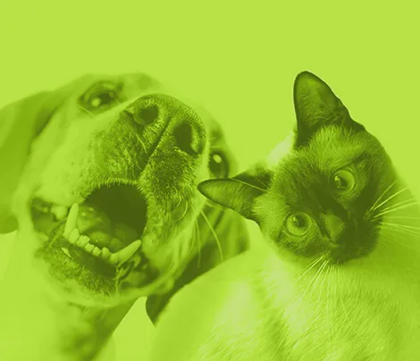 Comportamiento y Bienestar Animal Aplicados