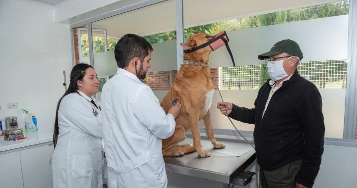 Esterilización animal