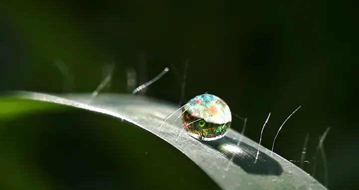 Simposio Colombiano de Biología Evolutiva