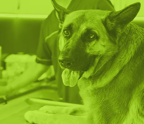 Inmersión práctica de medicina interna de pequeños animales