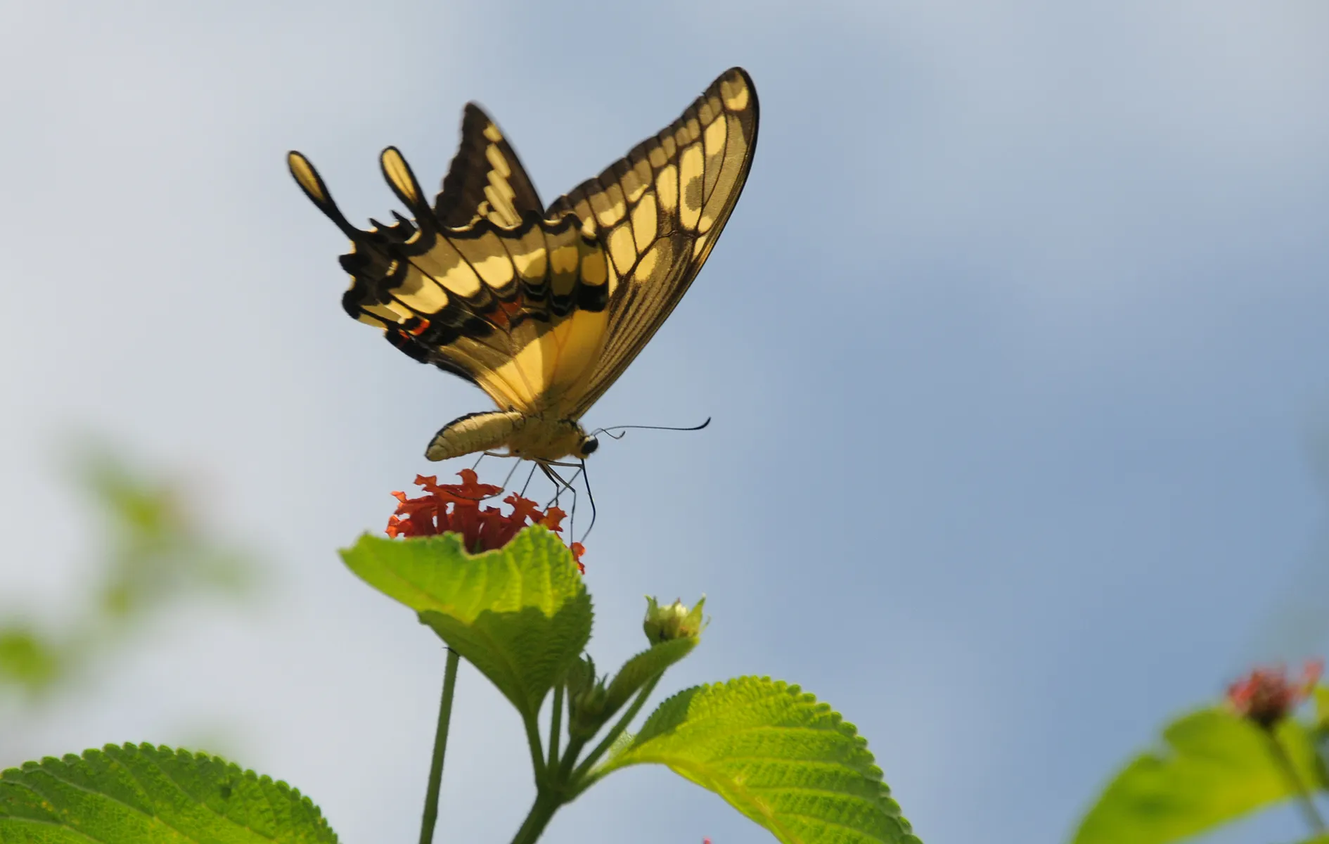 Fotografía de mariposa en isla sasaima