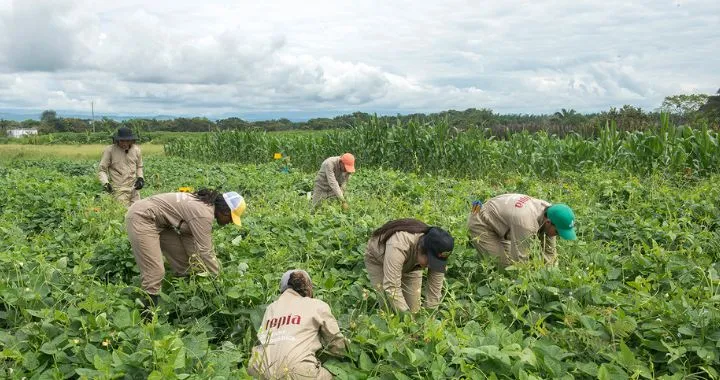 Ingeniería Agronómica 