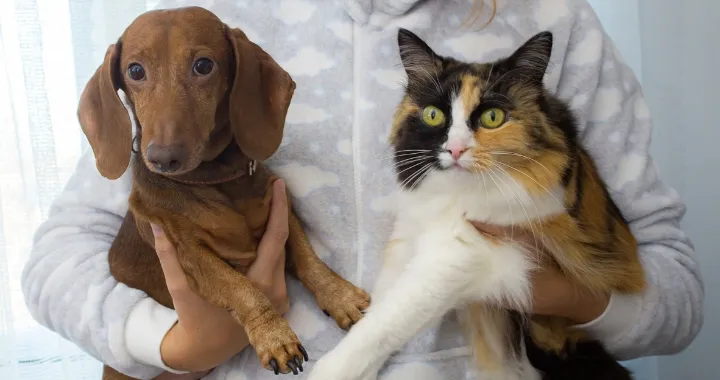 Perro y gato
