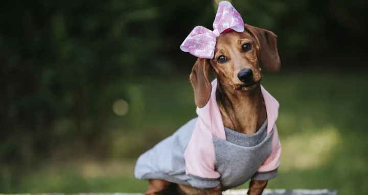 Concurso de Disfraces de Mascotas Literarias